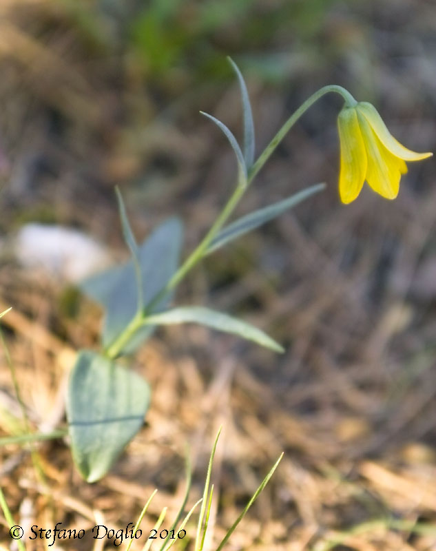 Fritillaria pelinaea